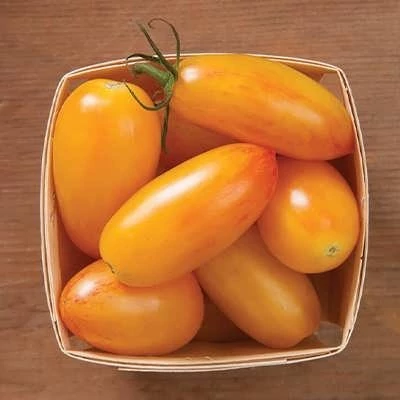 بذر گوجه زیتونی بلاش (بسته 10 عددی) کد 888