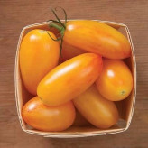 بذر گوجه زیتونی بلاش (بسته 10 عددی) کد 888