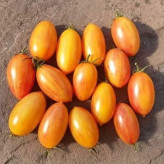 بذر گوجه زیتونی بلاش (بسته 10 عددی) کد 888
