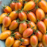 بذر گوجه زیتونی بلاش (بسته 10 عددی) کد 888