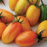 بذر گوجه زیتونی بلاش (بسته 10 عددی) کد 888