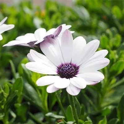 بذر استئوسپرموم (بسته 100 عددی) کد 385