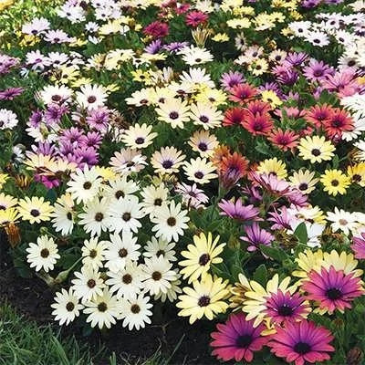 بذر استئوسپرموم (بسته 100 عددی) کد 385