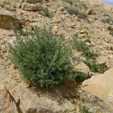بذر درمنه دشتی (بسته 1 گرمی) کد 531