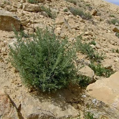 بذر درمنه دشتی (بسته 1 گرمی) کد 531