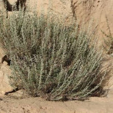 بذر درمنه دشتی (بسته 1 گرمی) کد 531