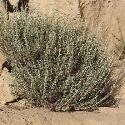 بذر درمنه دشتی (بسته 1 گرمی) کد 531