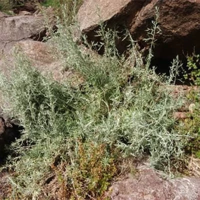 بذر درمنه دشتی (بسته 1 گرمی) کد 531