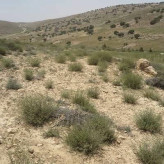 بذر درمنه دشتی (بسته 1 گرمی) کد 531
