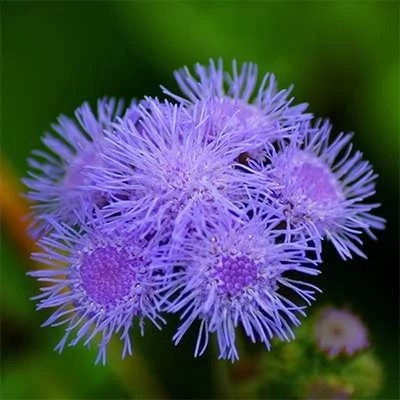 بذر گل ابری آبی (بسته 1 گرمی) کد 337