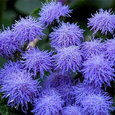 بذر گل ابری آبی (بسته 1 گرمی) کد 337