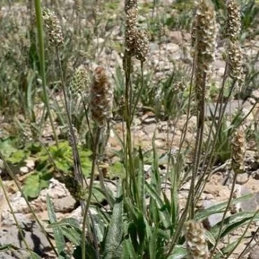 بذر اسفرزه پسیلیوم (بسته 5 گرمی) کد 967
