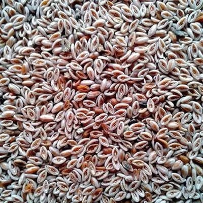 بذر اسفرزه پسیلیوم (بسته 5 گرمی) کد 967
