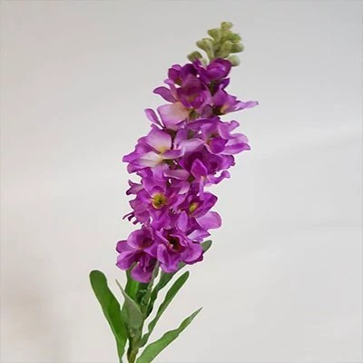 بذر گل صابونی ارغوانی (بسته 1 گرمی) کد 2212