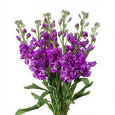 بذر گل صابونی ارغوانی (بسته 1 گرمی) کد 2212