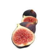 بذر انجیر سیاه (بسته 10 عددی) کد 1119