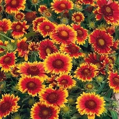 بذر گل داوودی درشت سه رنگ (بسته 50 عددی) کد 1366