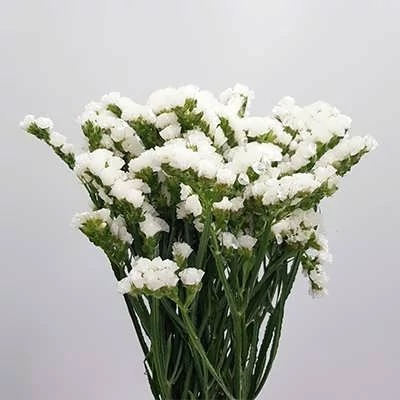 بذر گل لیمونیوم سفید (بسته 10 عددی) کد 1378