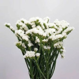 بذر گل لیمونیوم سفید (بسته 10 عددی) کد 1378