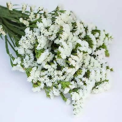بذر گل لیمونیوم سفید (بسته 10 عددی) کد 1378