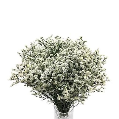 بذر گل لیمونیوم سفید (بسته 10 عددی) کد 1378