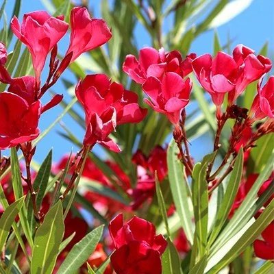 بذر گل خرزهره قرمز (بسته 20 عددی) کد 1732