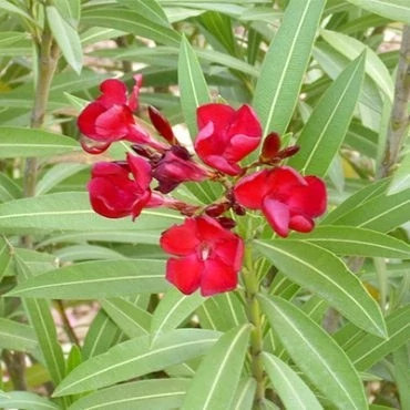 بذر گل خرزهره قرمز (بسته 20 عددی) کد 1732