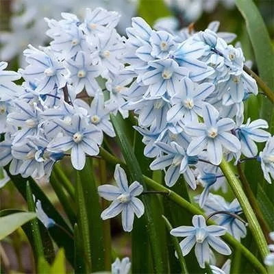 بذر گل قرقره راه راه (بسته 20 عددی) کد 1600