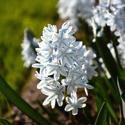 بذر گل قرقره راه راه (بسته 20 عددی) کد 1600