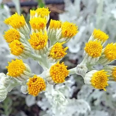 بذر گل ابری نقره ای (بسته 1 گرمی) کد 350