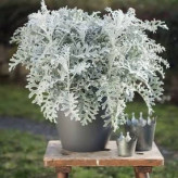 بذر گل ابری نقره ای (بسته 1 گرمی) کد 350