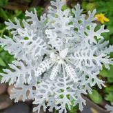 بذر گل ابری نقره ای (بسته 1 گرمی) کد 350
