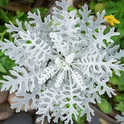 بذر گل ابری نقره ای (بسته 1 گرمی) کد 350