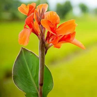 بذر گل اختر نارنجی (بسته 10 عددی) کد 775