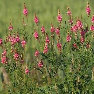 بذر اسپرس (سرده) (بسته 10 گرمی) کد 078
