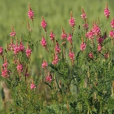 بذر اسپرس (سرده) (بسته 10 گرمی) کد 078