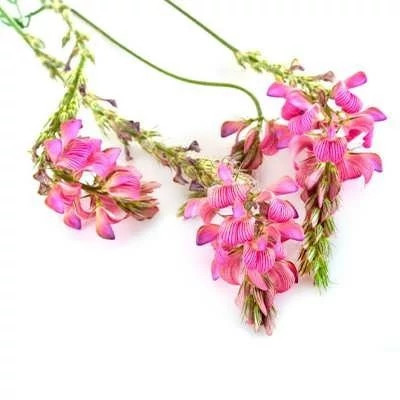 بذر اسپرس (سرده) (بسته 10 گرمی) کد 078