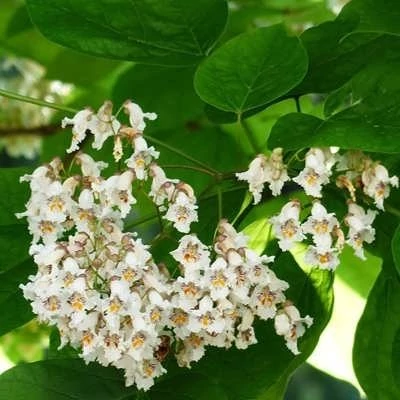 بذر کاتالپا (جوالدوزک) (بسته 10 عددی) کد 637