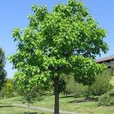 بذر کاتالپا (جوالدوزک) (بسته 10 عددی) کد 637