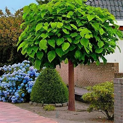 بذر کاتالپا (جوالدوزک) (بسته 10 عددی) کد 637