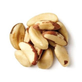 بذر درخت آجیل برزیلی (بسته 2 عددی) کد 858