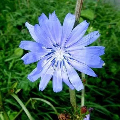 بذر کاسنی (بسته 10 گرمی) کد 017
