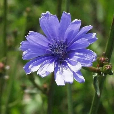 بذر کاسنی (بسته 10 گرمی) کد 017