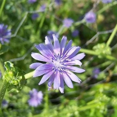 بذر کاسنی (بسته 10 گرمی) کد 017