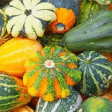 بذر کدو گرملینز (بسته 10 عددی) کد 2071