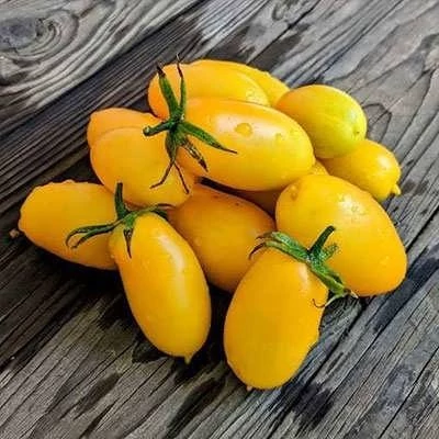 بذر گوجه زیتونی زرد درختی (بسته 15 عددی) کد 2078