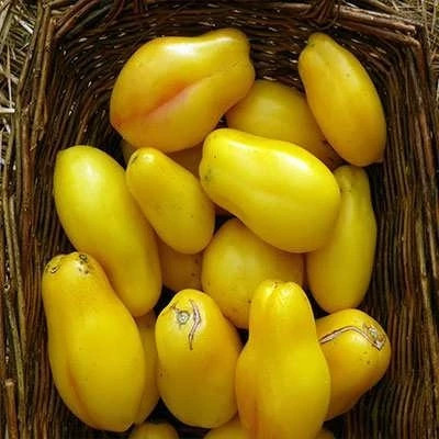 بذر گوجه زیتونی زرد درختی (بسته 15 عددی) کد 2078