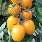 بذر گوجه زیتونی زرد درختی (بسته 15 عددی) کد 2078