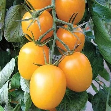 بذر گوجه زیتونی زرد درختی (بسته 15 عددی) کد 2078