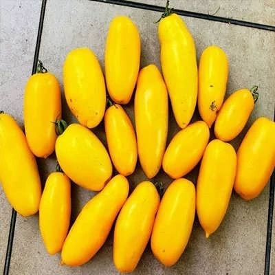 بذر گوجه زیتونی زرد درشت درختی (بسته 15 عددی) کد 2081